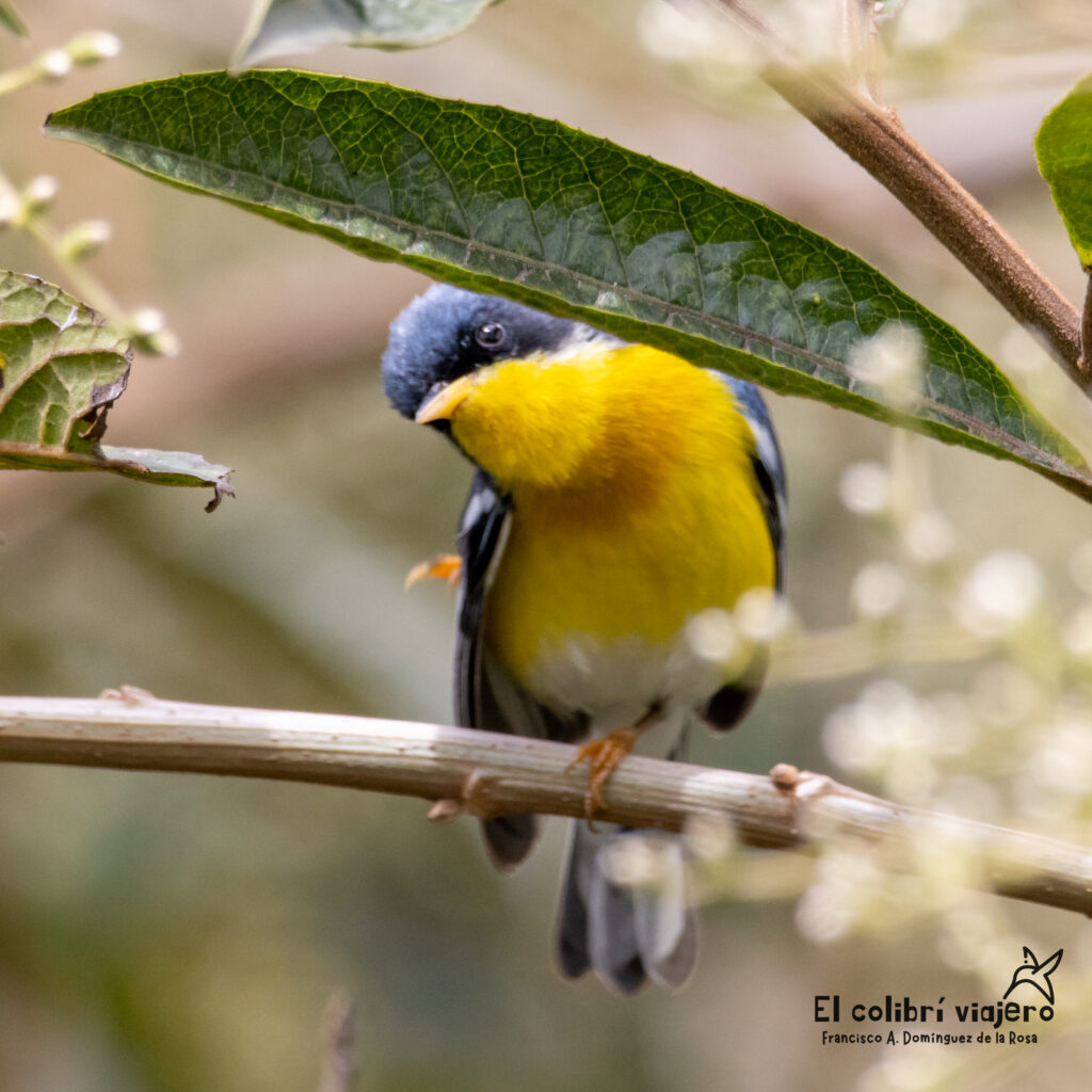 Eco Hotel la Jicarita